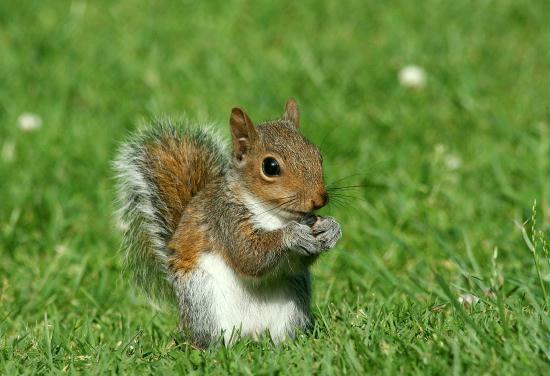 Grey Squirrel <i>Sciurus carolinensis</i>